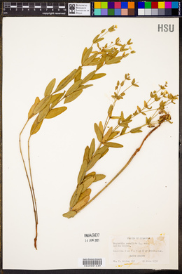 Euphorbia corollata var. mollis image