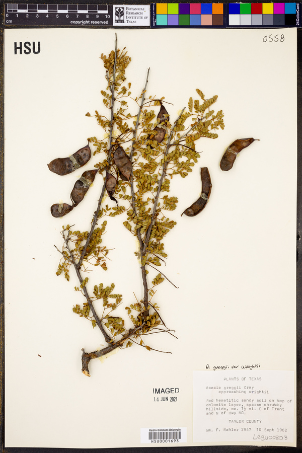 Acacia greggii var. wrightii image