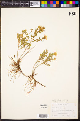 Symphyotrichum oblongifolium image