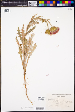 Cirsium texanum image