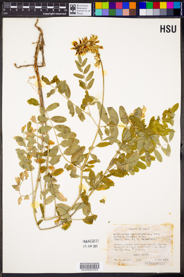 Astragalus canadensis var. mortonii image