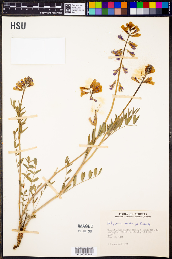 Hedysarum mackenzii image