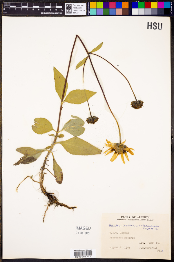 Helianthus pauciflorus subsp. subrhomboideus image