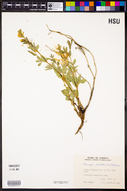 Thermopsis rhombifolia image