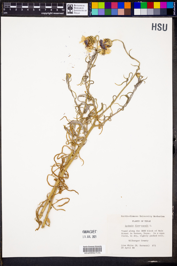 Silene flos-cuculi image