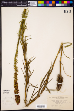 Liatris elegans image