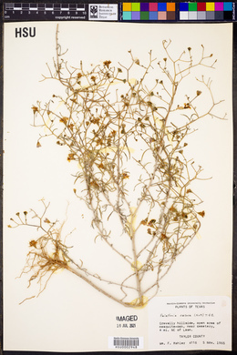 Palafoxia callosa image