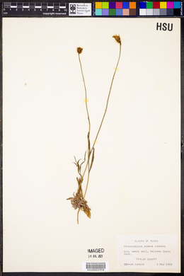 Pinaropappus roseus image