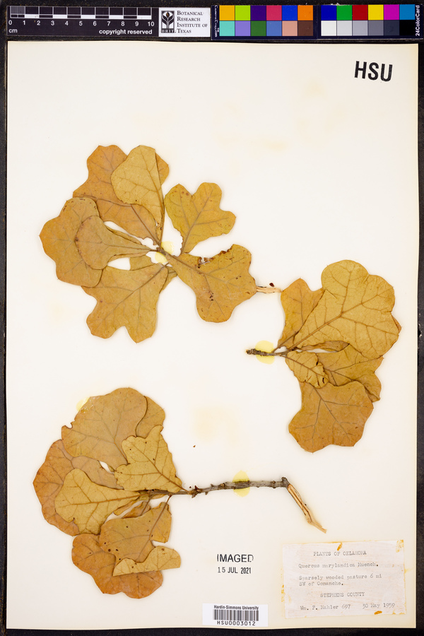 Quercus marylandica image
