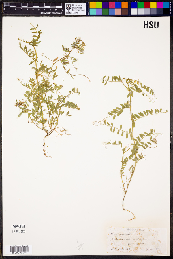 Vicia leavenworthii image