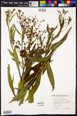 Vernonia ovalifolia image