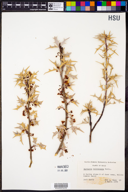 Berberis trifoliata image