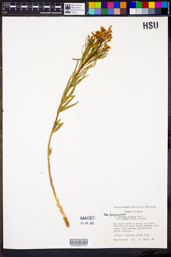 Amsonia ciliata image