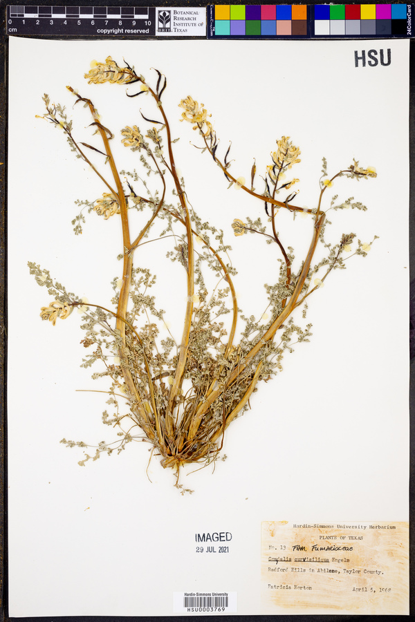 Corydalis curvisiliqua image