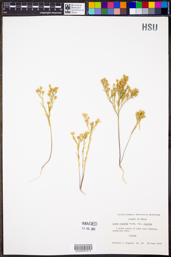 Linum rigidum image