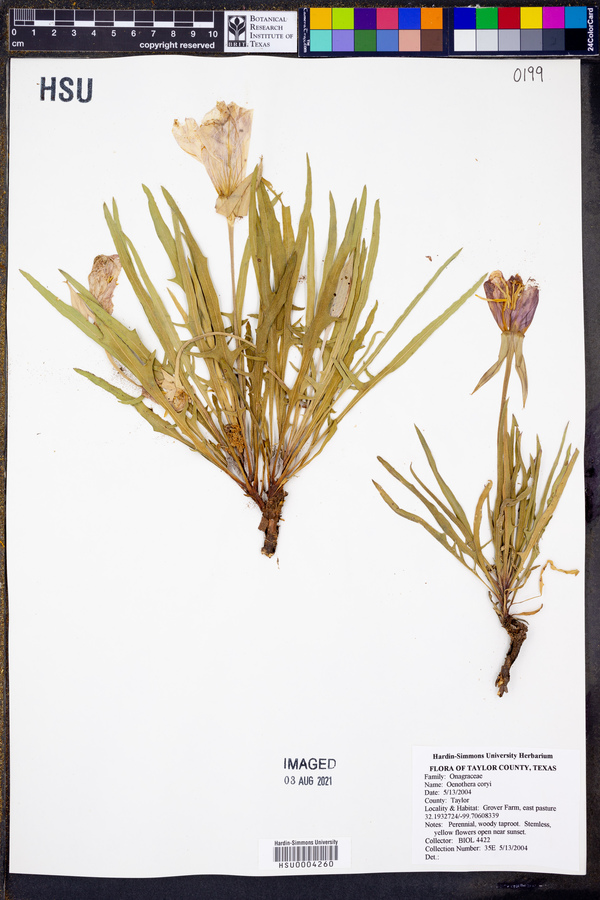 Oenothera coryi image