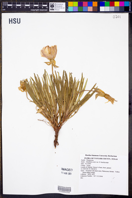 Oenothera coryi image