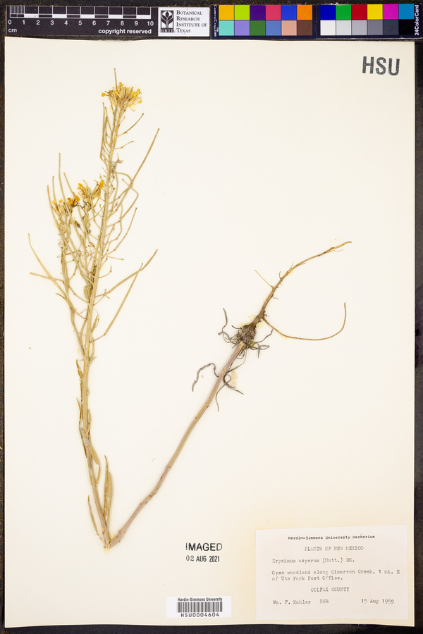 Erysimum asperum image