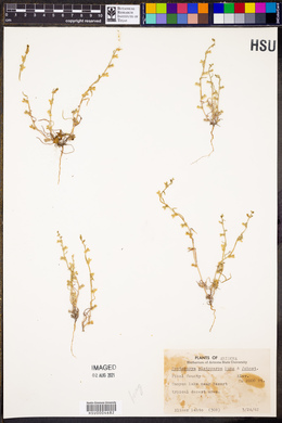 Pectocarya platycarpa image