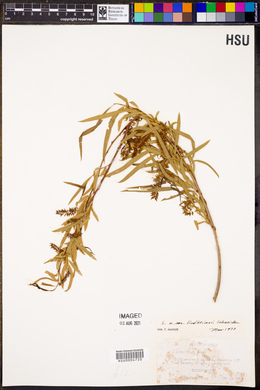 Salix nigra var. lindheimeri image