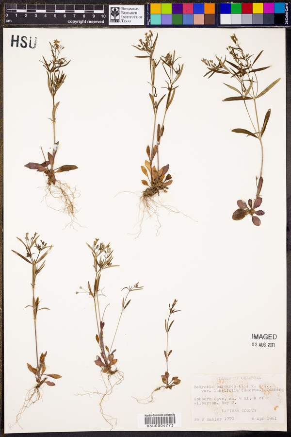 Hedyotis purpurea var. longifolia image