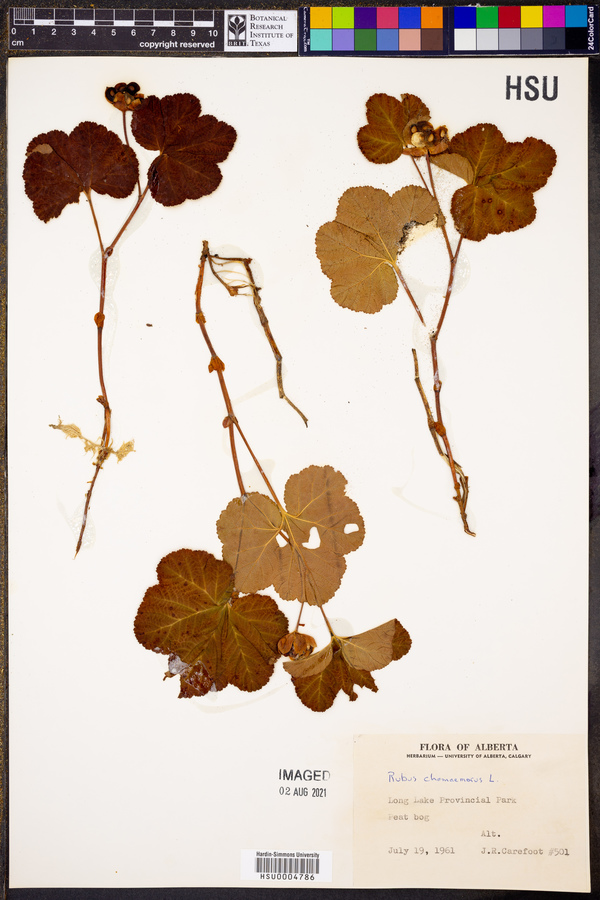 Rubus chamaemorus image