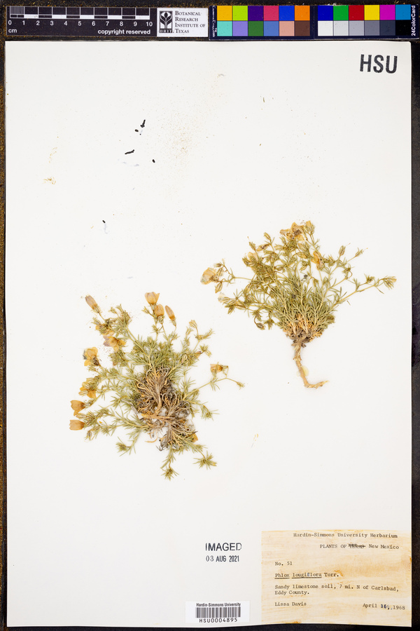 Phlox longiflora image
