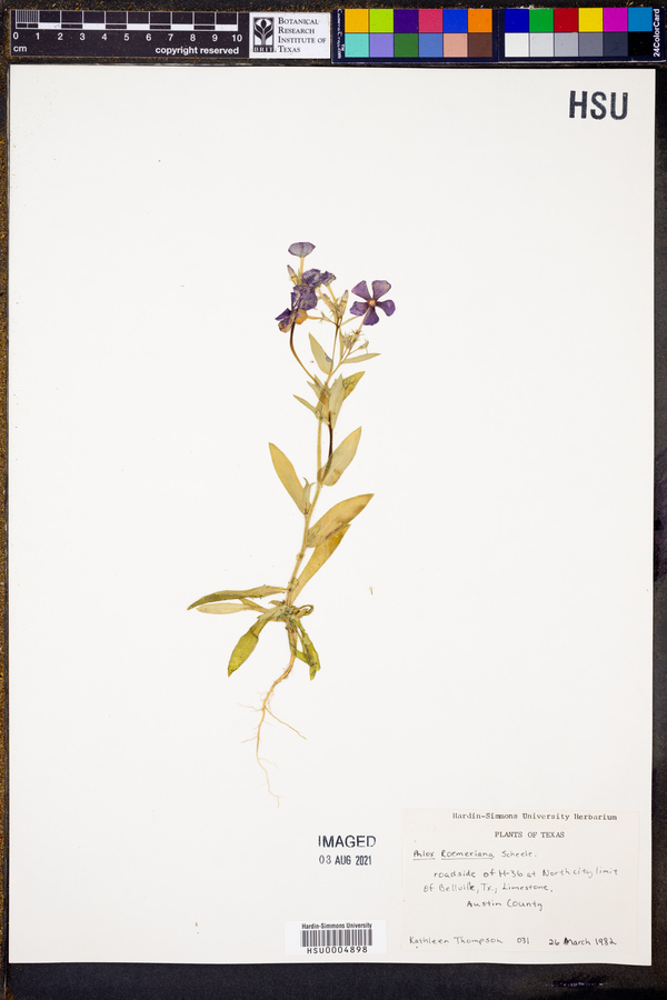 Phlox roemeriana image