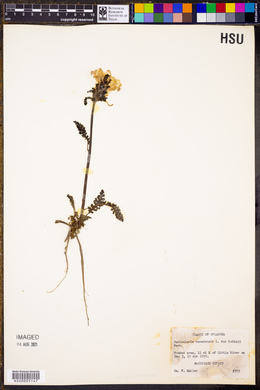 Pedicularis canadensis var. dobbsii image