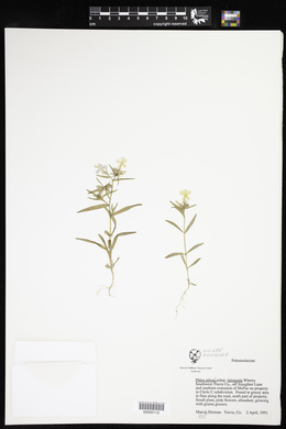 Phlox pilosa subsp. latisepala image
