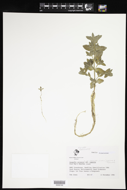 Anagallis arvensis subsp. foemina image