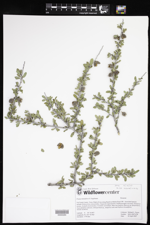 Prunus minutiflora image