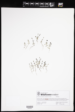 Houstonia micrantha image