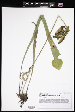 Sarracenia alata image