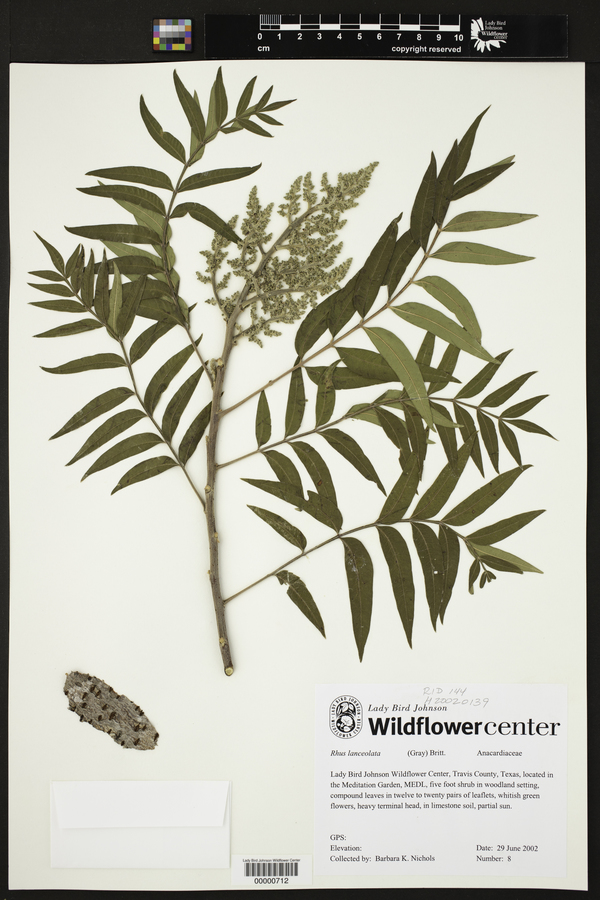 Rhus lanceolata image