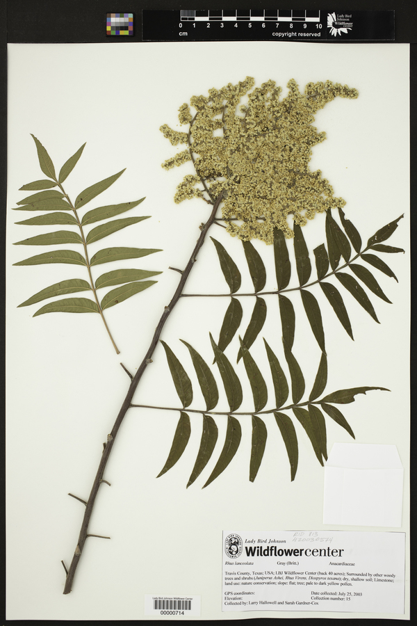 Rhus lanceolata image