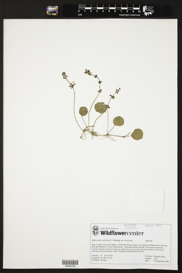 Hydrocotyle verticillata var. verticillata image