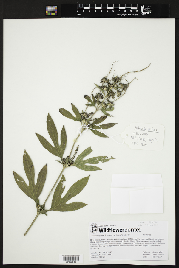 Ambrosia trifida var. texana image
