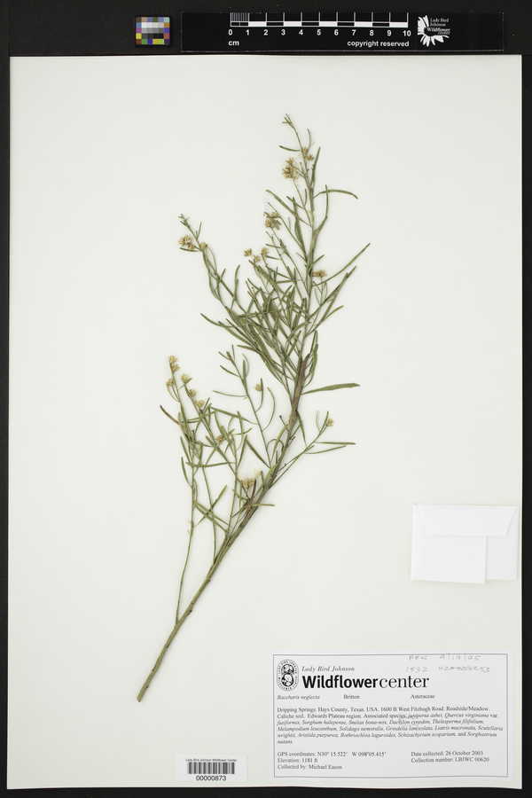 Baccharis neglecta image