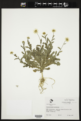 Mauranthemum paludosum image