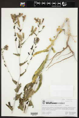 Mentzelia albescens image