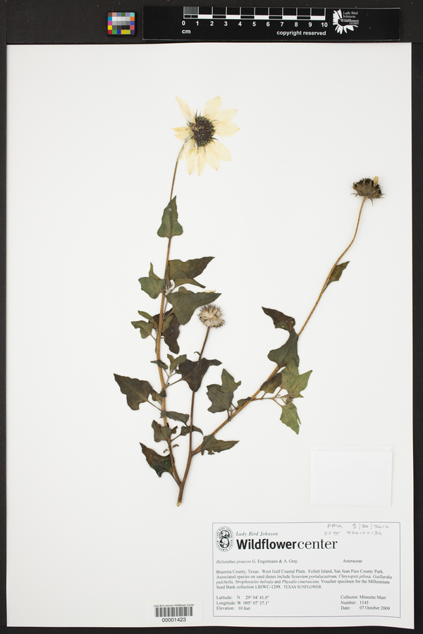 Helianthus praecox image