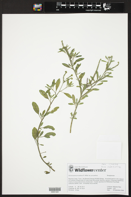 Heliotropium procumbens var. procumbens image