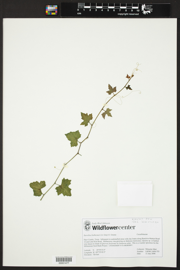 Ibervillea lindheimeri image