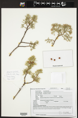 Juniperus pinchotii image