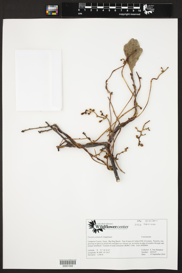 Cuscuta exaltata image
