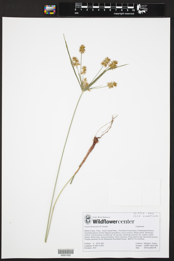 Cyperus hystricinus image