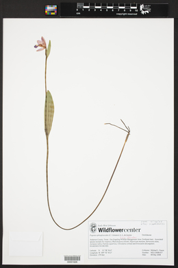 Pogonia ophioglossoides image