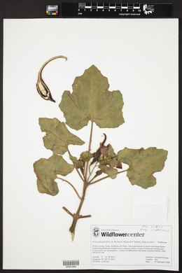 Proboscidea parviflora image