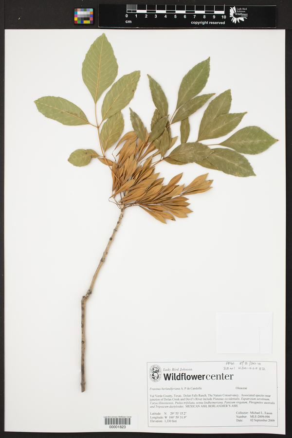 Fraxinus berlandieriana image